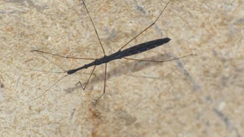 Hydrometra stagnorum